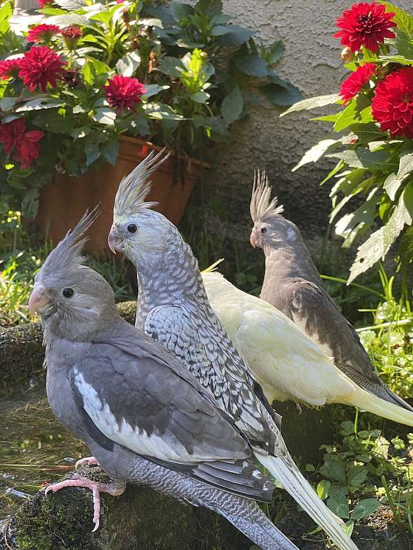 cockatiel-for-sale