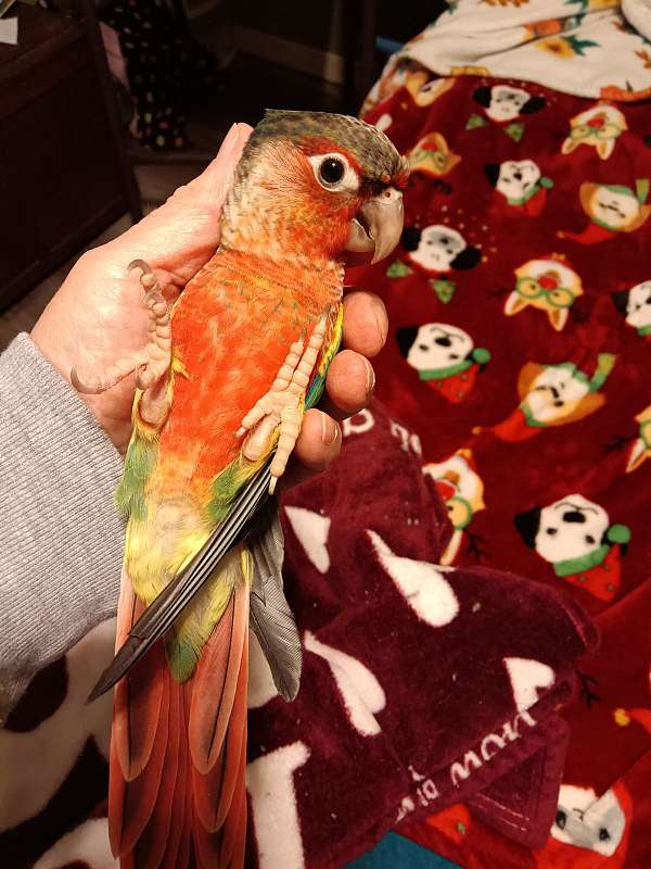 conure-for-sale-in-chesterfield-va