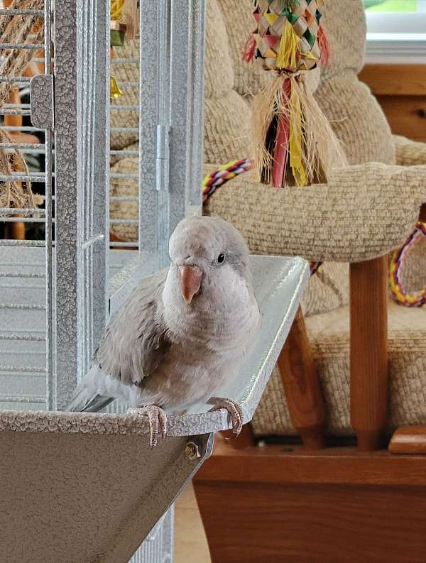 quaker-parrots-for-sale