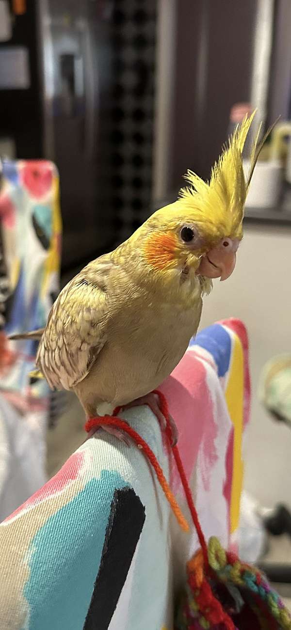 cockatiel-for-sale