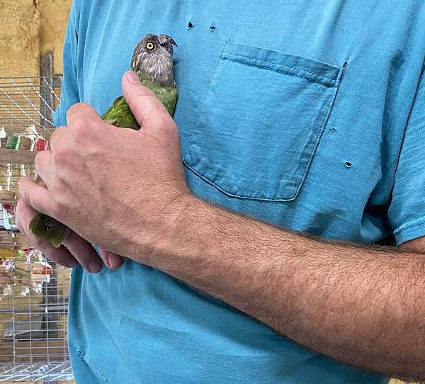 green-grey-senegal-poicephalus-parrots-for-sale