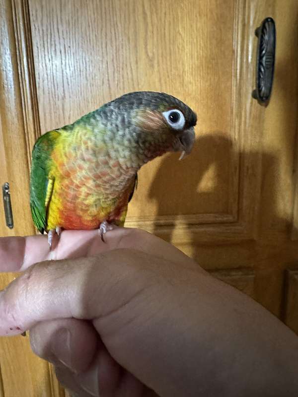 green-cheek-conure-for-sale