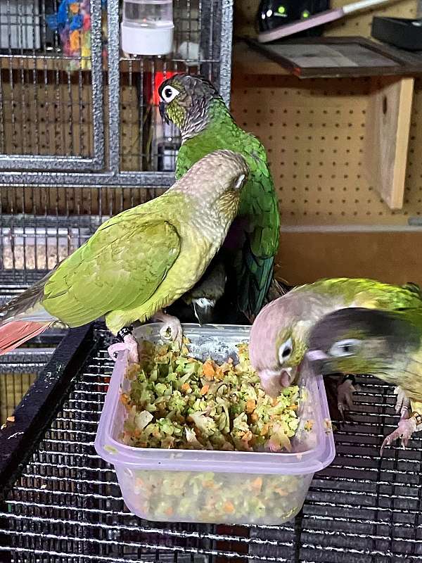 conure-for-sale-in-johnston-ri