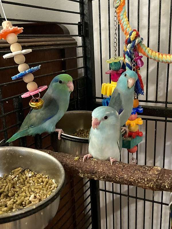 parrotlet-for-sale