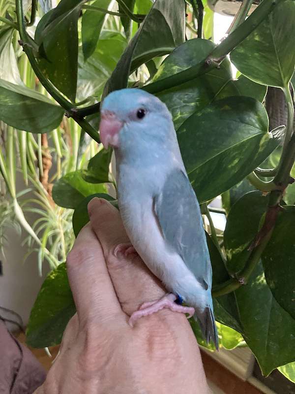 parrotlet-for-sale