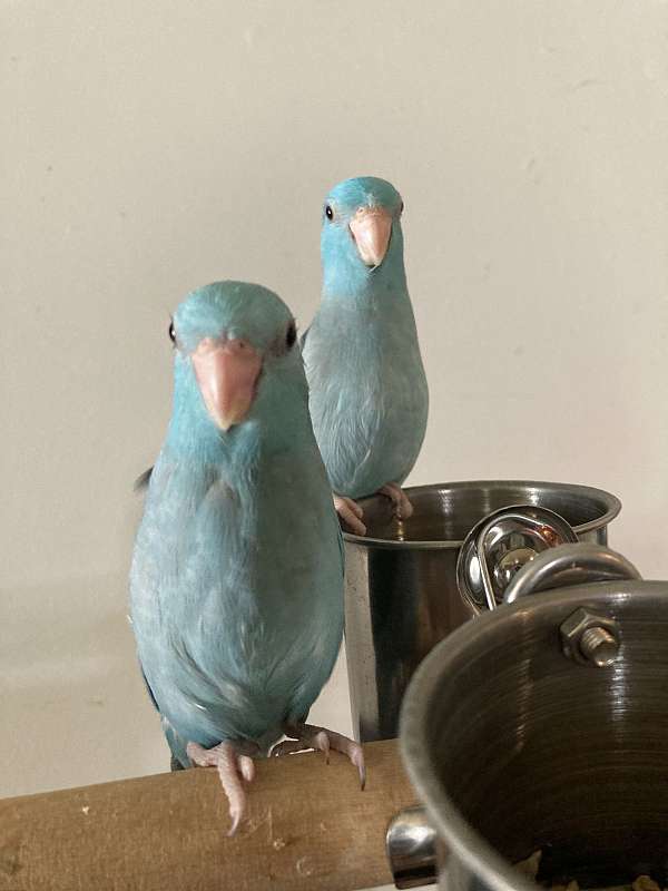 baby-parrotlet-for-sale