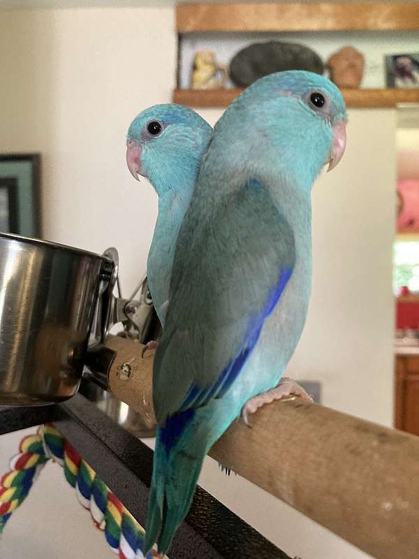 blue-bird-for-sale