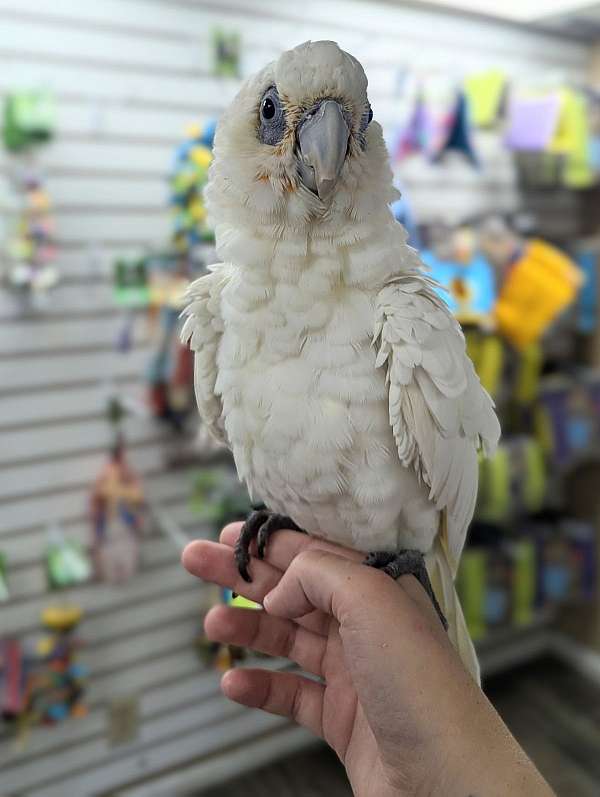 goffin-cockatoo-for-sale