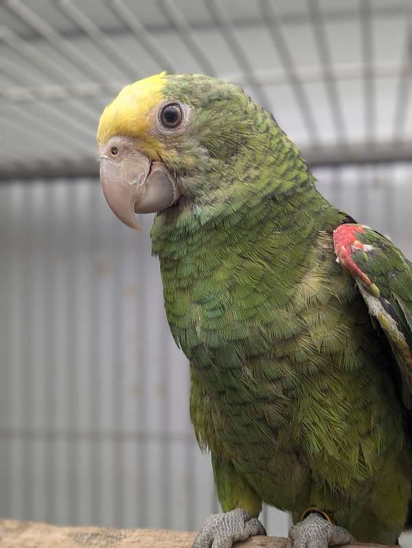 double-yellow-head-amazon-parrot-for-sale