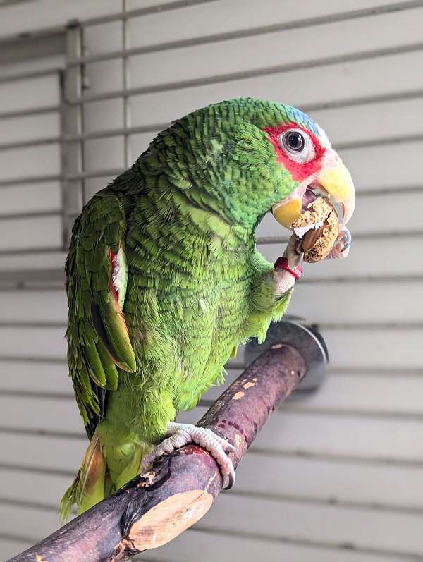 white-front-amazon-parrot-for-sale