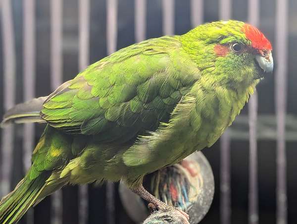 grass-parakeet-for-sale