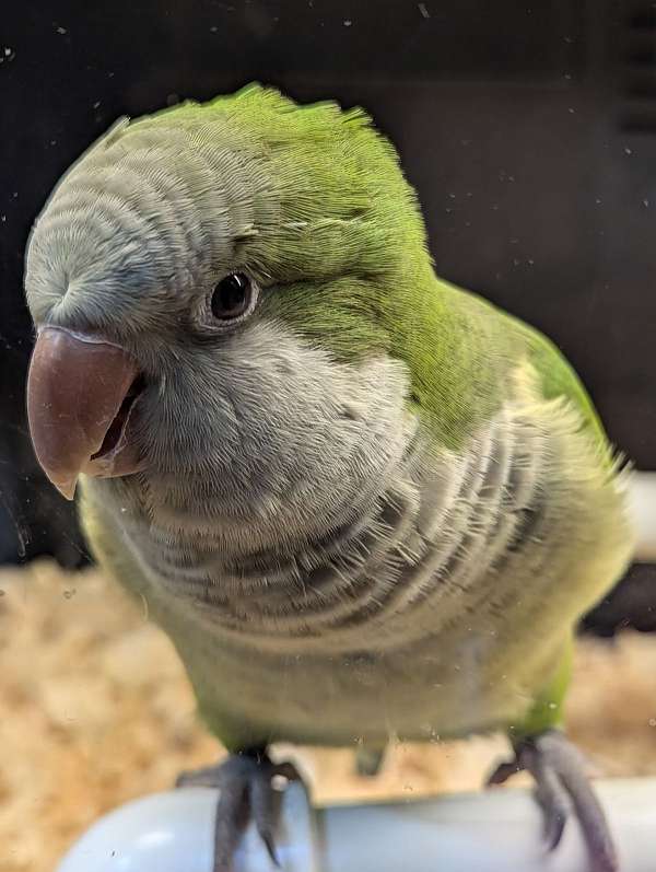 quaker-parrots-for-sale