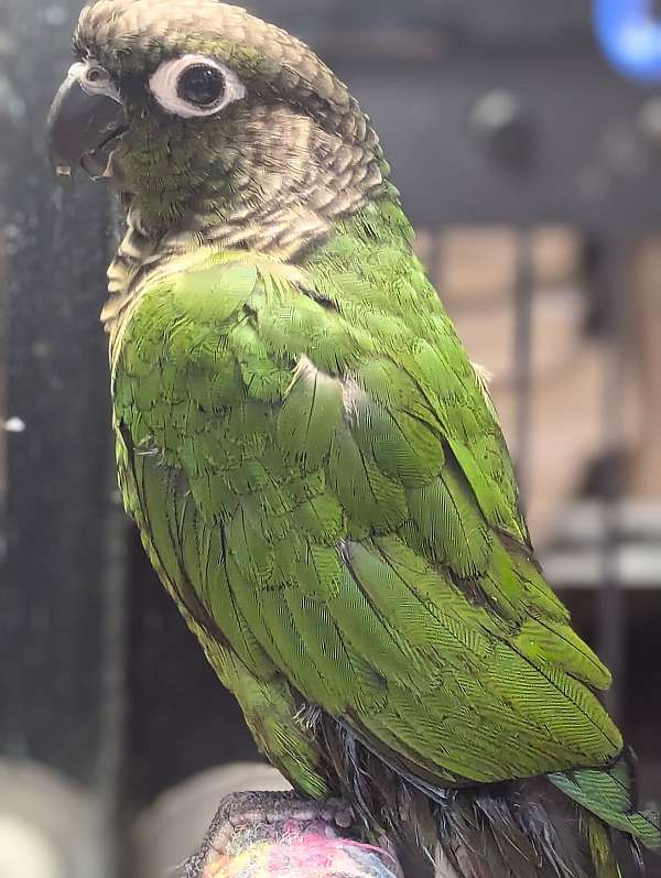 green-cheek-conure-for-sale