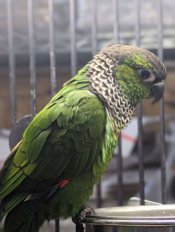 black-capped-conure-for-sale