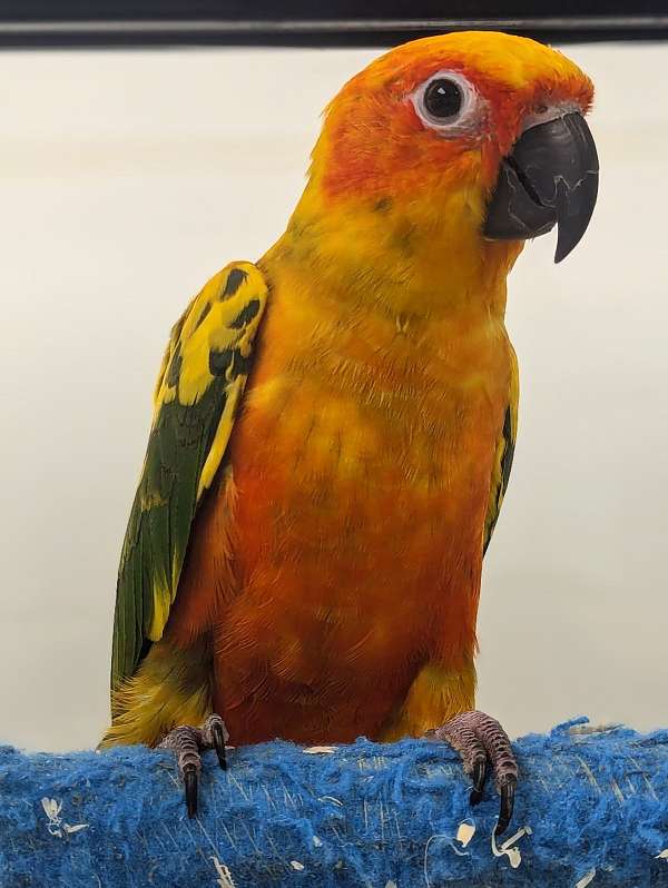 sun-conure-for-sale