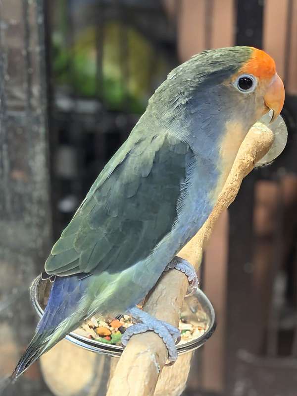 peach-faced-lovebird-for-sale