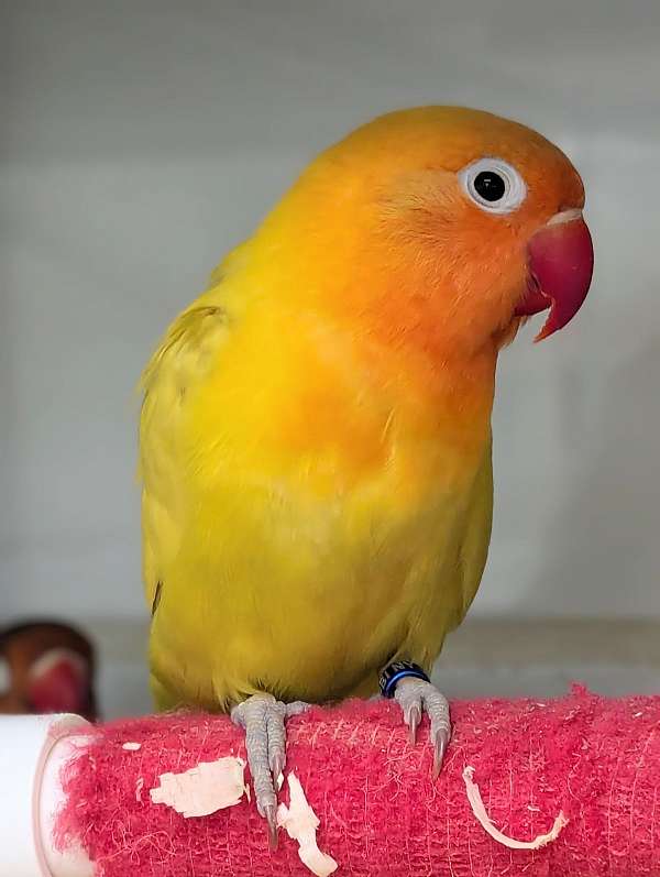 fischers-lovebird-for-sale