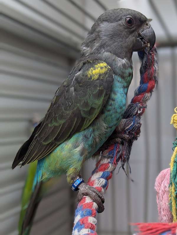 meyers-poicephalus-parrots-for-sale