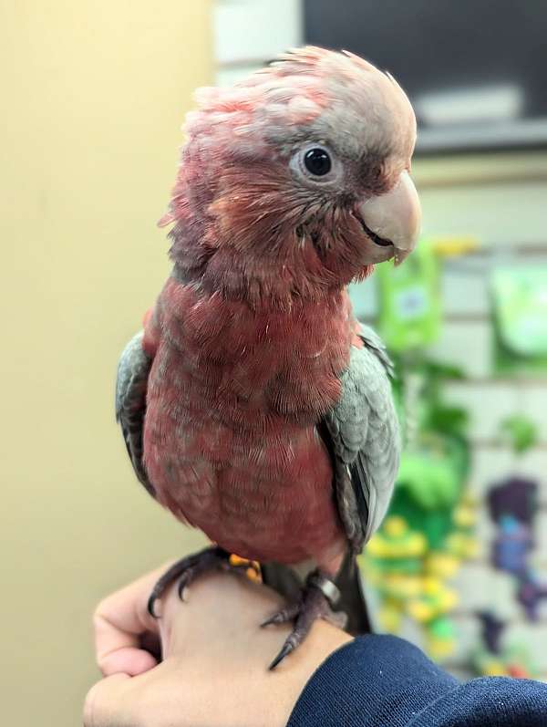 rose-breasted-cockatoo-for-sale