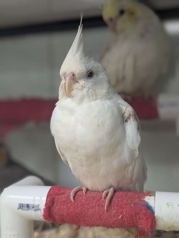 cockatiel-for-sale