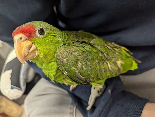 red-head-amazon-parrot-for-sale