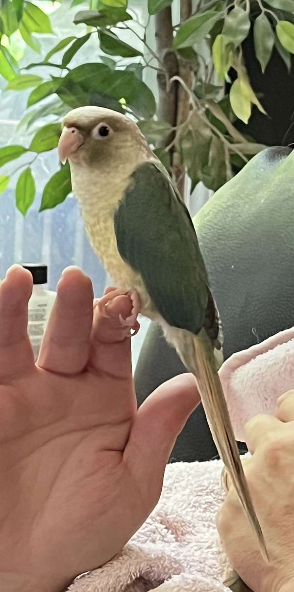 green-cheek-conure-for-sale