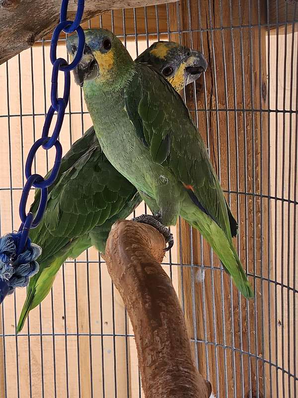 orange-winged-amazon-parrot-for-sale-in-naples-fl