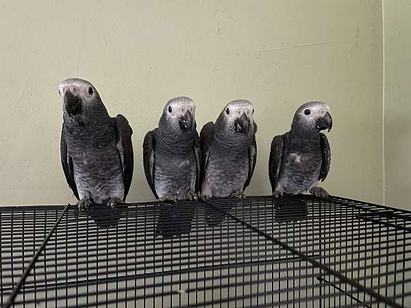 timneh-african-grey-parrot-for-sale-in-trappe-pa