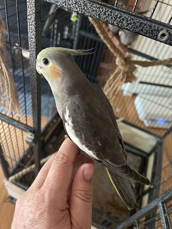 cockatiel-for-sale