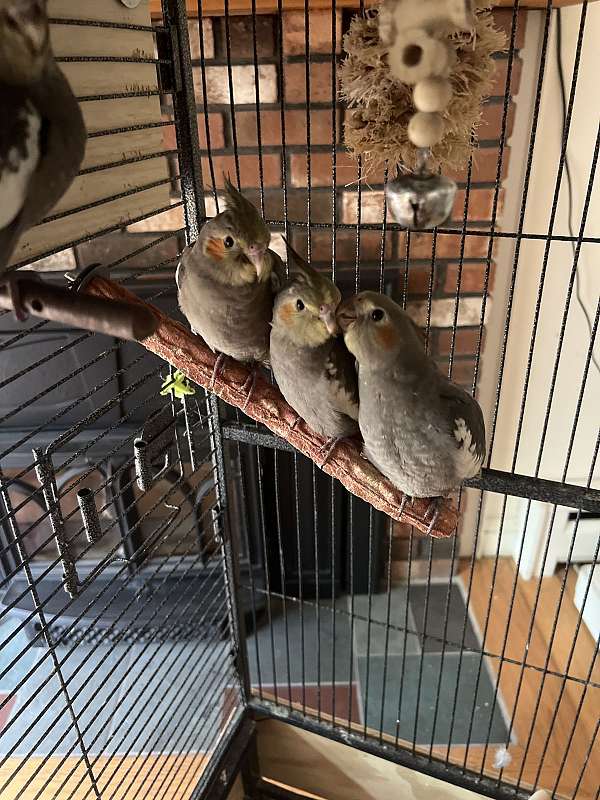 cockatiel-for-sale-in-bolton-ct