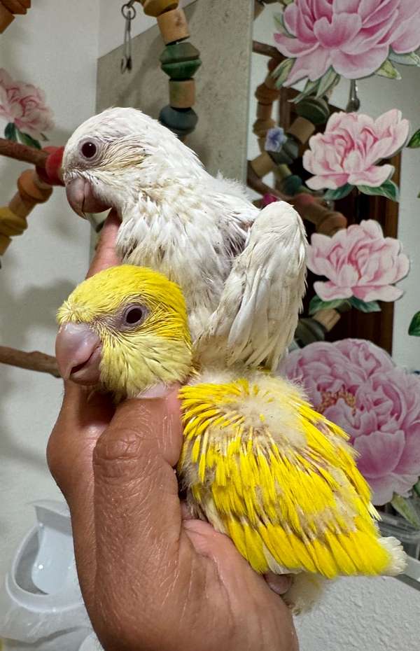 albino-lutino-bird-for-sale-in-dade-city-fl