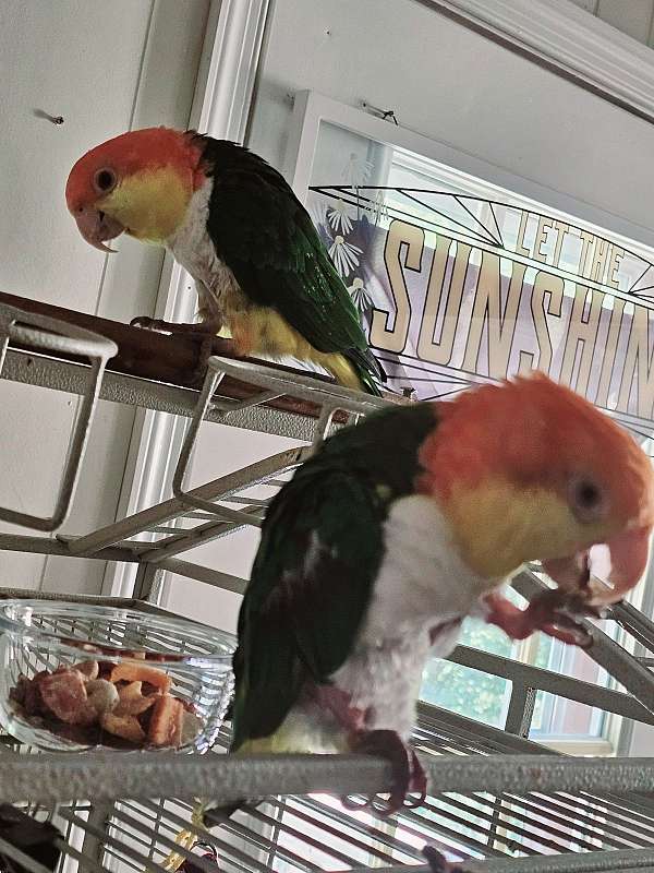 white-bellied-caique-for-sale