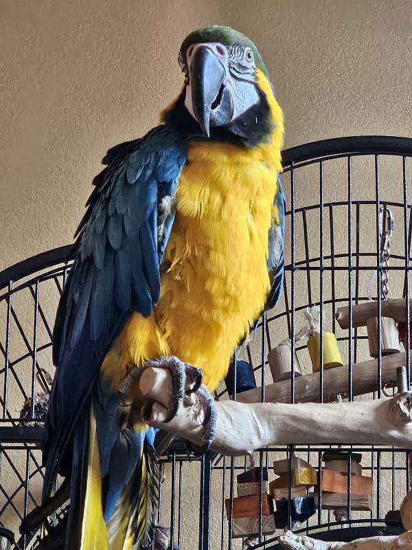 macaw-for-sale