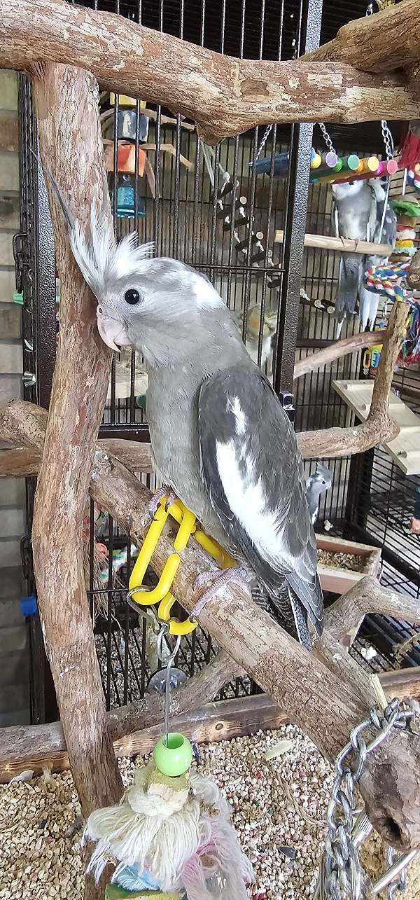 cinnamon-bird-for-sale-in-lake-city-fl