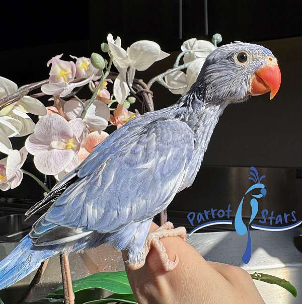 ringneck-parakeet-for-sale