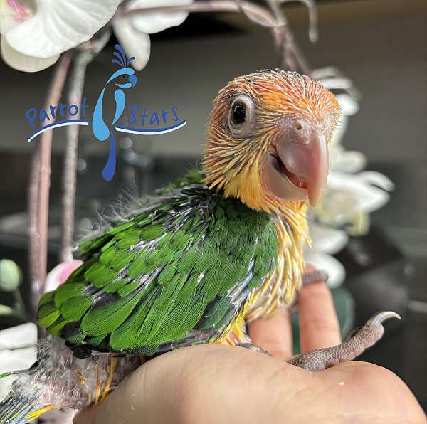 white-bellied-caique-for-sale