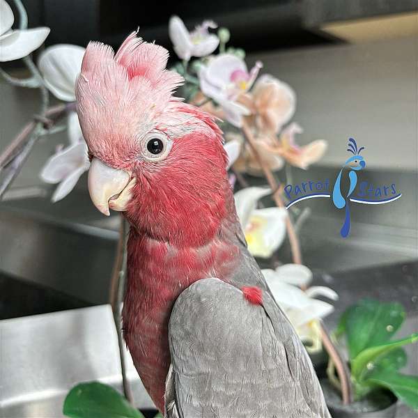 rose-breasted-cockatoo-for-sale