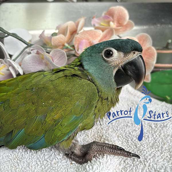 macaw-for-sale