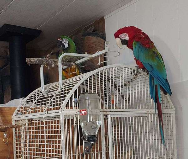 green-wing-macaw-for-sale