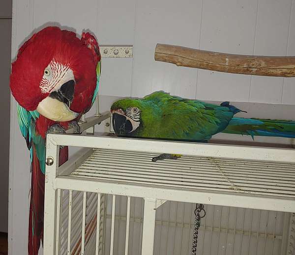 green-wing-macaw-for-sale