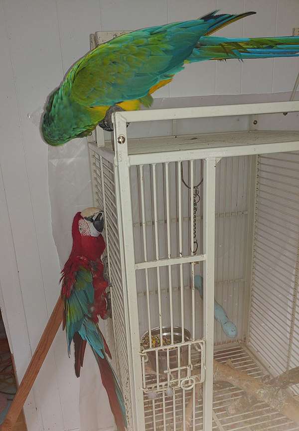 blue-green-wing-macaw-for-sale