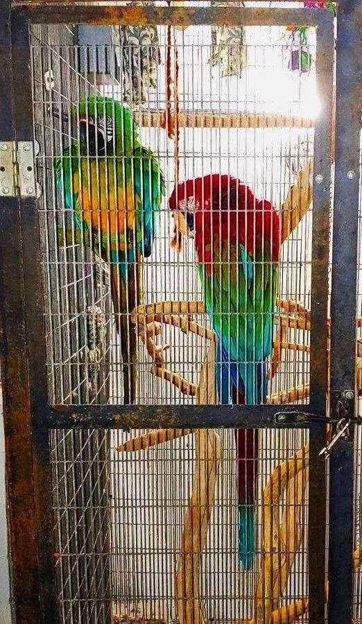 green-green-wing-macaw-for-sale