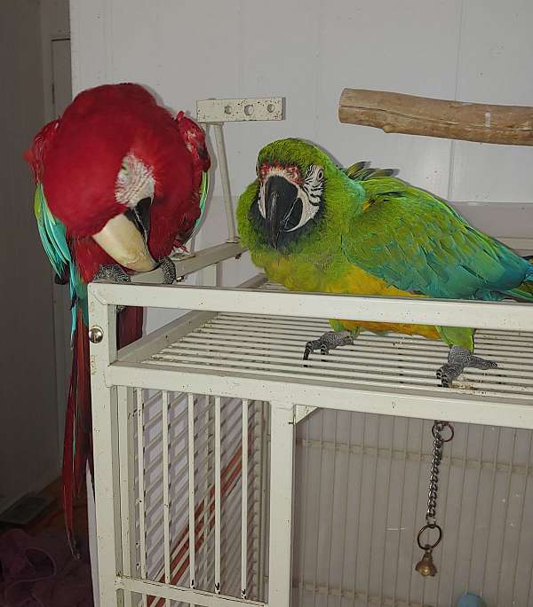 scarlet-green-wing-macaw-for-sale