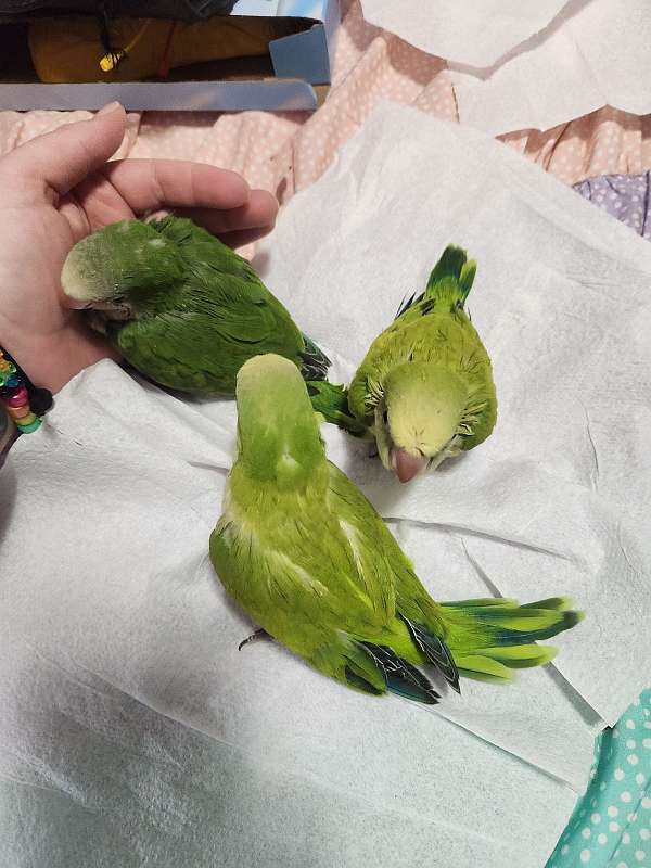 quaker-parrots-for-sale