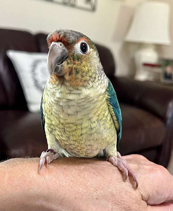 conure-for-sale