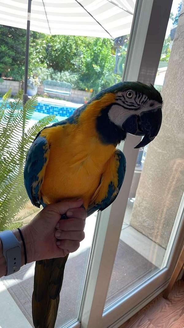 blue-gold-macaw-for-sale-in-corona-ca