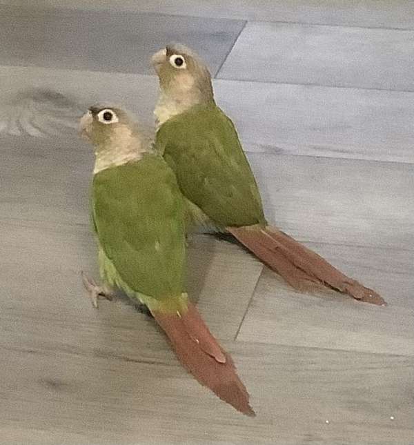 green-cheek-conure-for-sale