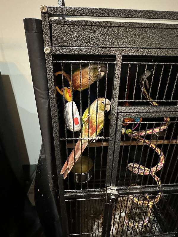 bonded-pair-bird-for-sale-in-canton-ga