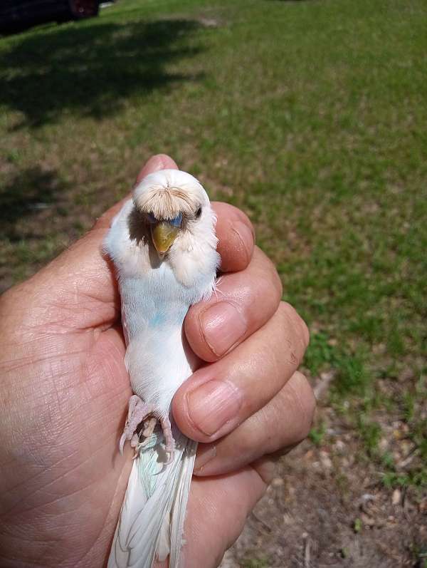 budgerigar-parakeet-for-sale-in-lake-wales-fl