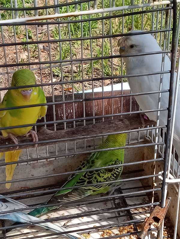 opaline-bird-for-sale-in-lake-wales-fl